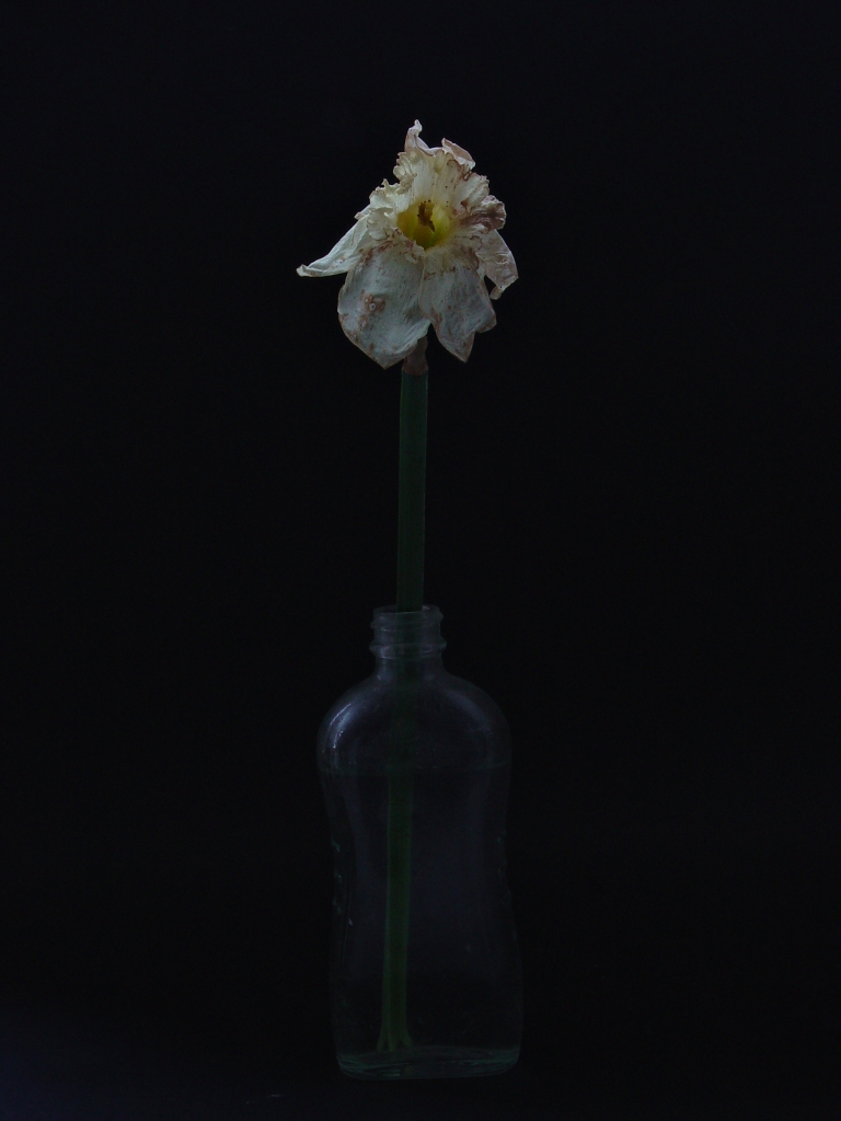 "Single Flower" CD500; Photo copyright Adam Smith.